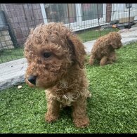 Toy Poodle - Both