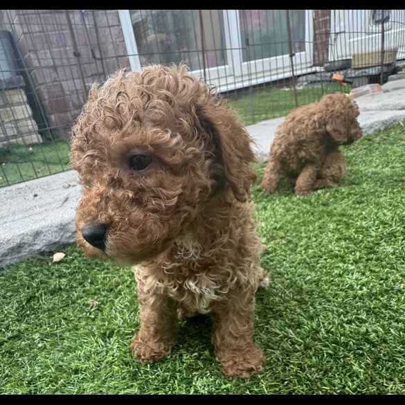 Toy Poodle - Both