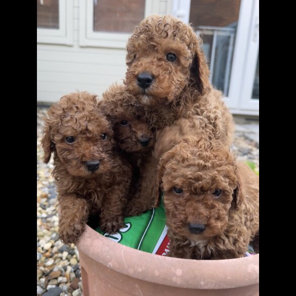 Toy Poodle - Both