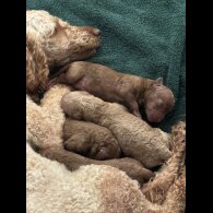 Toy Poodle - Both