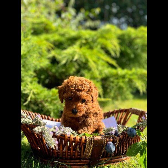 Toy Poodle - Bitches