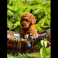 Toy Poodle - Bitches