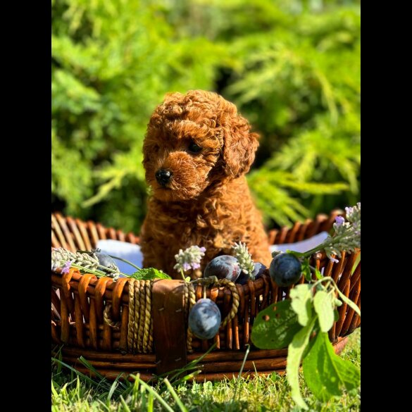 Toy Poodle - Bitches
