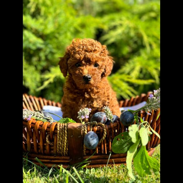 Toy Poodle - Bitches