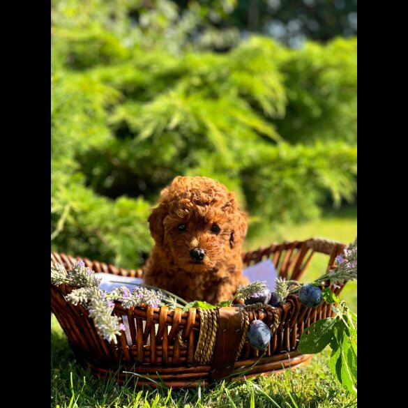 Toy Poodle - Bitches
