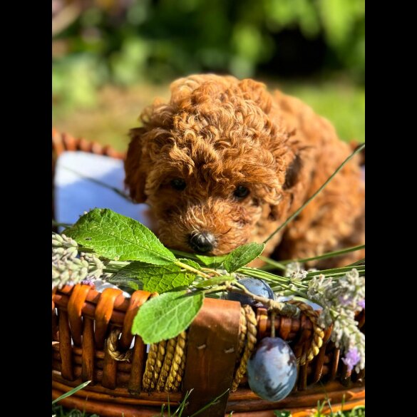 Toy Poodle - Bitches