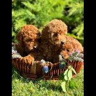 Toy Poodle - Bitches
