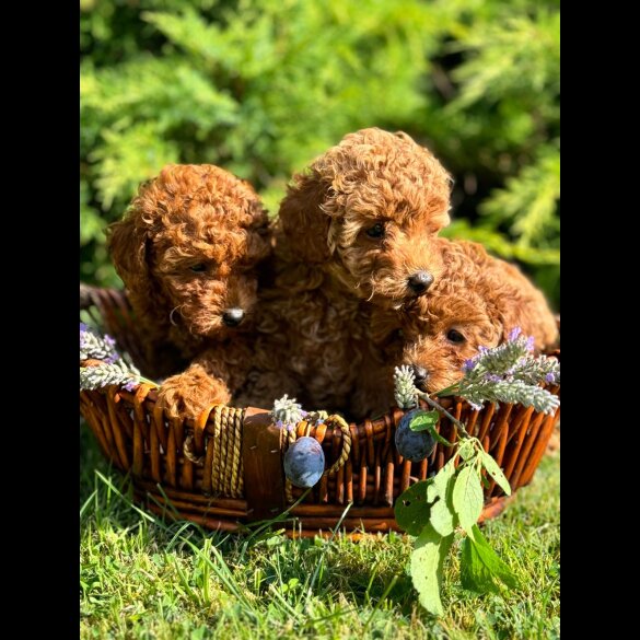 Toy Poodle - Bitches