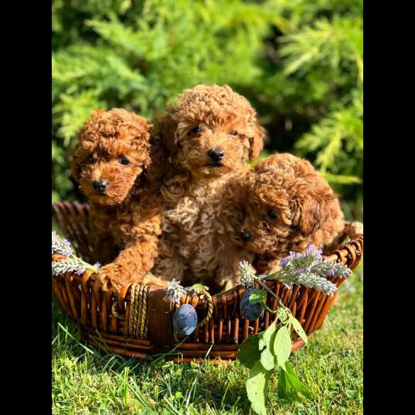 Toy Poodle - Bitches