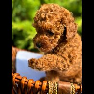 Toy Poodle - Bitches