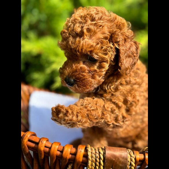 Toy Poodle - Bitches