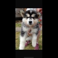Alaskan Malamute - Both