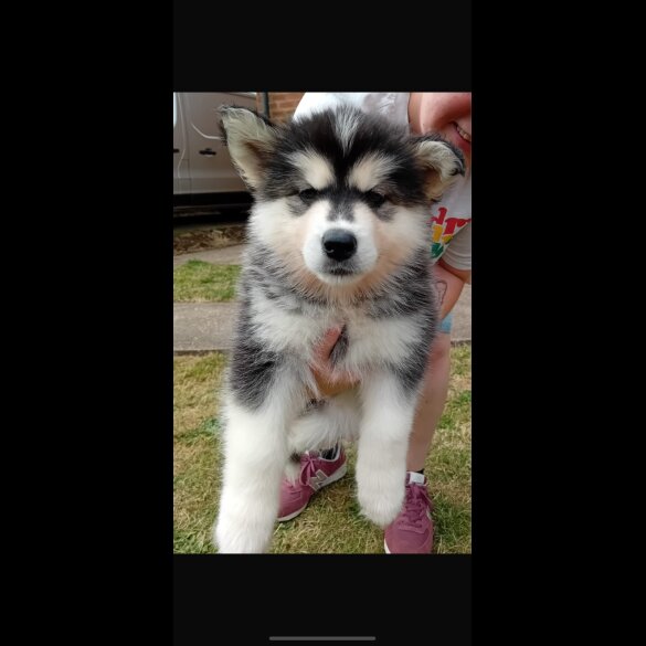 Alaskan Malamute - Both