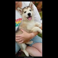 Alaskan Malamute - Both