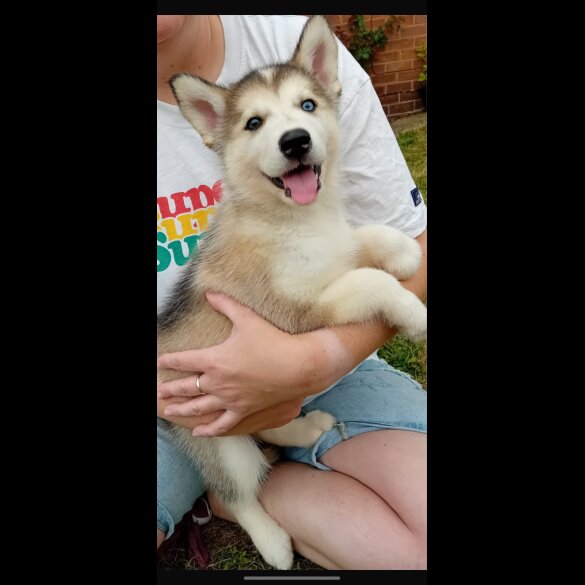 Alaskan Malamute - Both