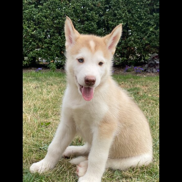 Alaskan Malamute - Both