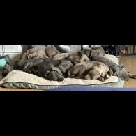 Weimaraner - Both