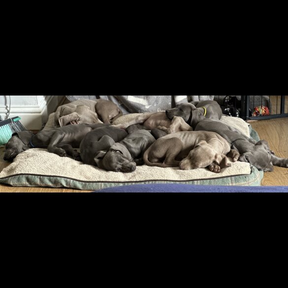 Weimaraner - Both