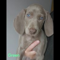 Weimaraner - Both