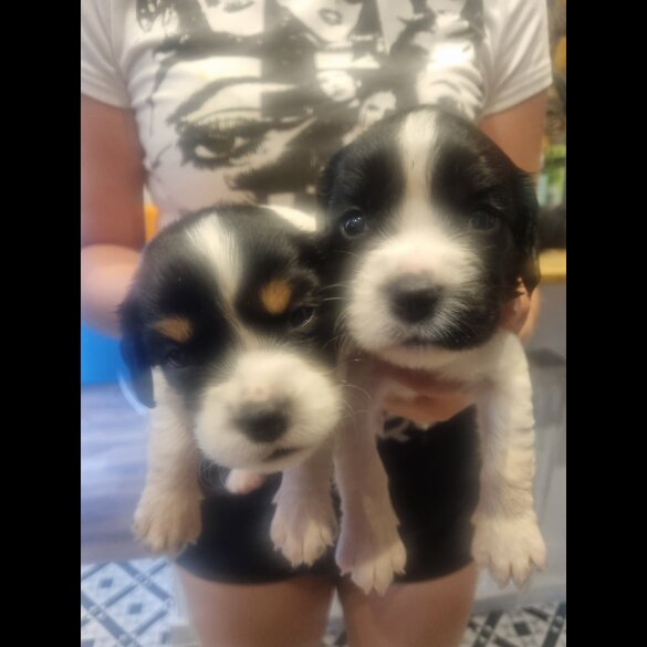 Welsh Springer Spaniel - Both