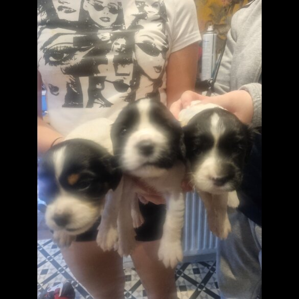 Welsh Springer Spaniel - Both