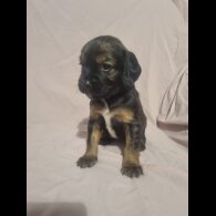 Welsh Springer Spaniel - Both