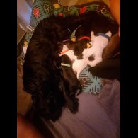 Welsh Springer Spaniel - Both