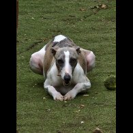 Whippet - Both