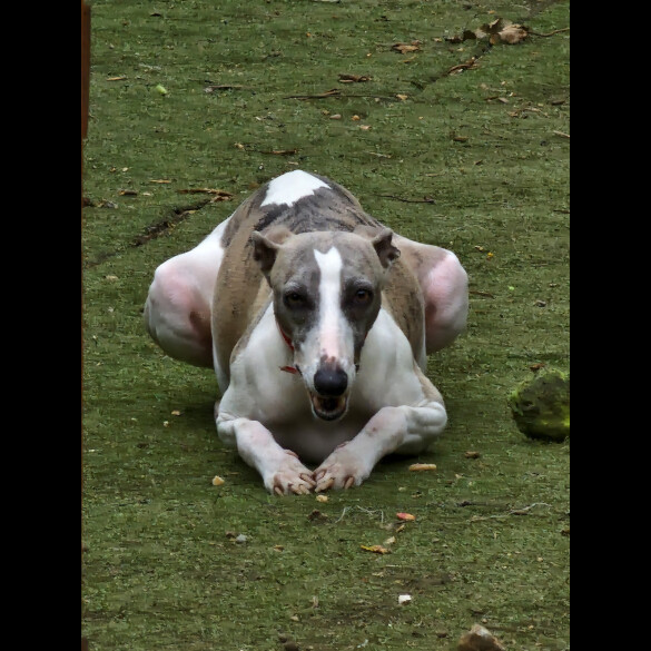 Whippet - Both