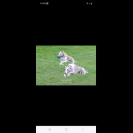 Whippet - Both
