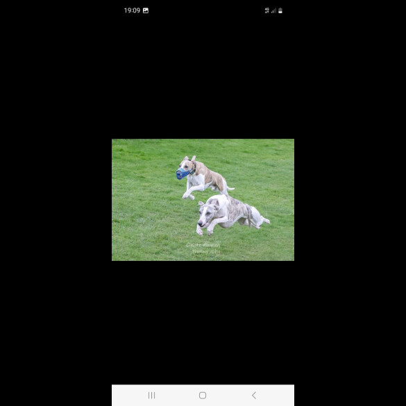 Whippet - Both