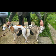 Whippet - Both