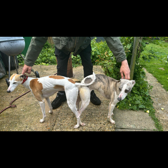 Whippet - Both
