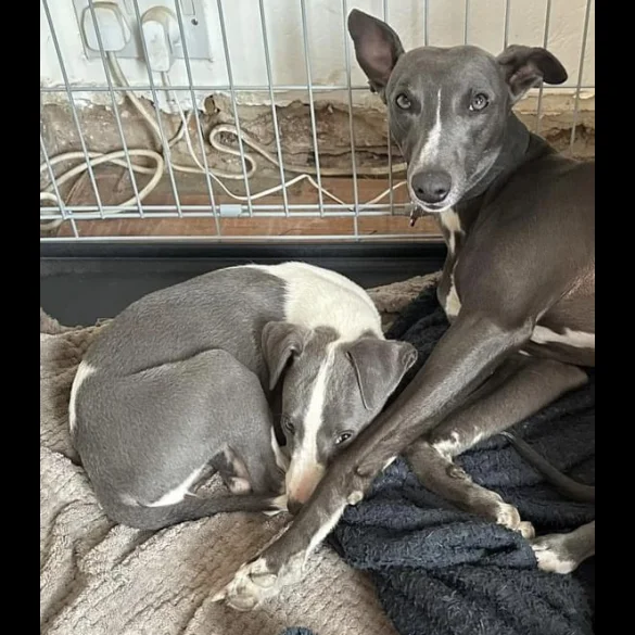 Whippet - Bitches