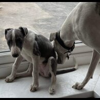 Whippet - Bitches