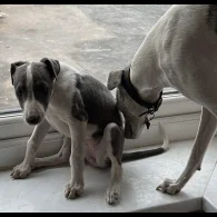 Whippet - Bitches