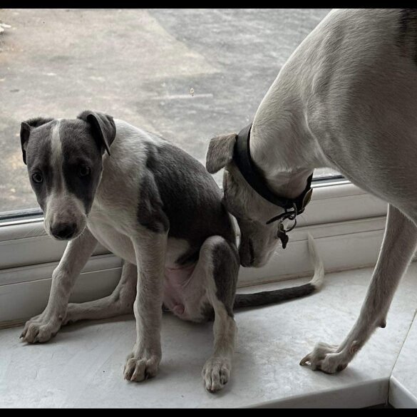 Whippet - Bitches