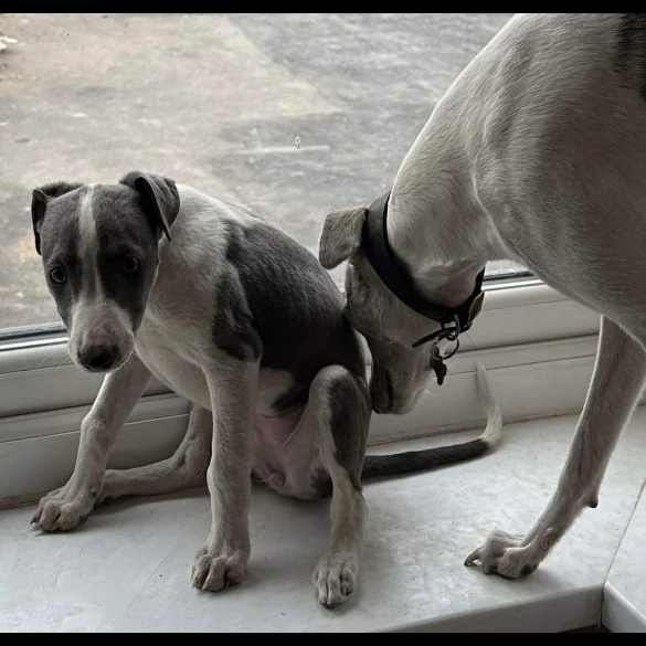 Whippet - Bitches