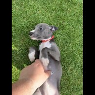 Whippet - Bitches
