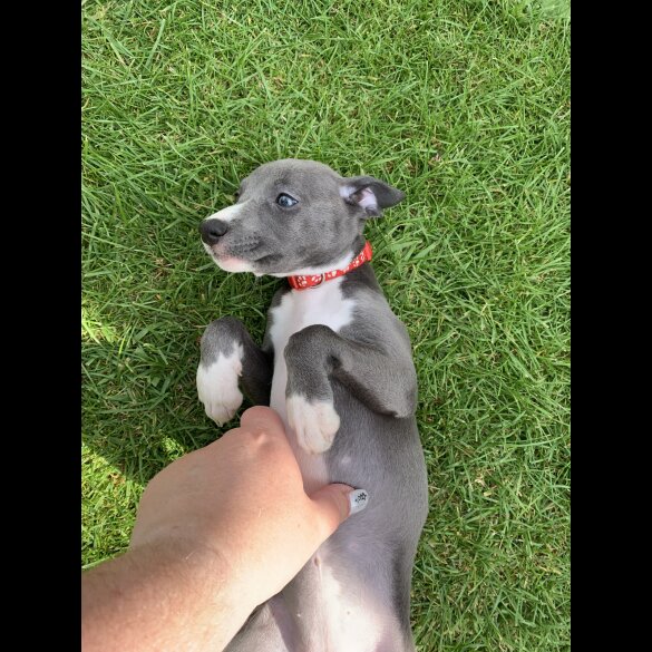 Whippet - Bitches