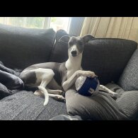 Whippet - Bitches