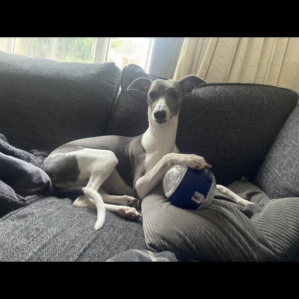 Whippet - Bitches