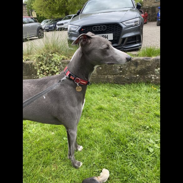 Whippet - Bitches
