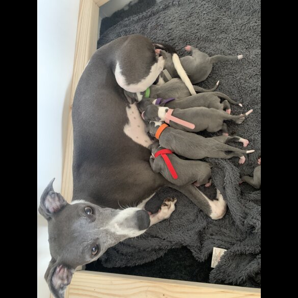 Whippet - Bitches