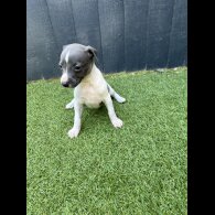 Whippet - Both