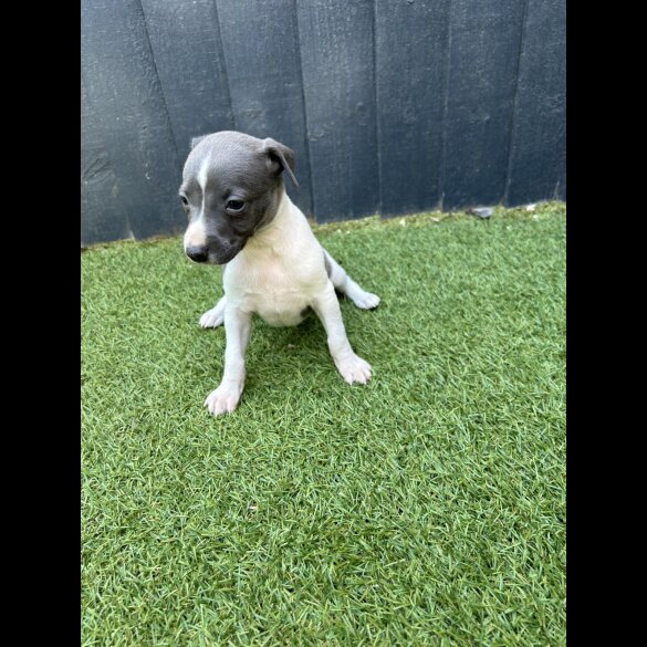 Whippet - Both