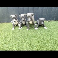 Whippet - Both
