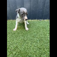 Whippet - Both