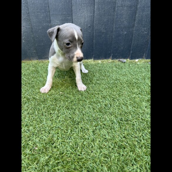 Whippet - Both