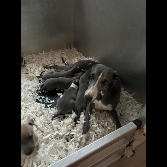 Whippet - Both
